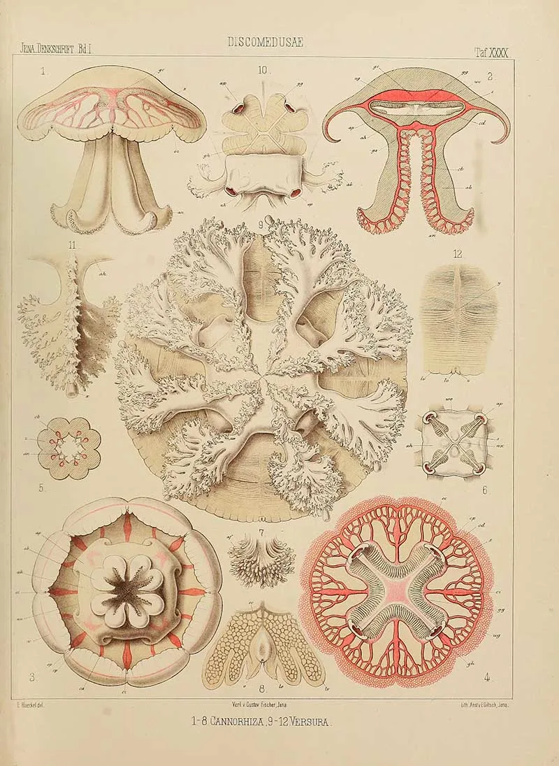 Discomedusa -Cannorhiza- Jelllyfish-Ernst Haeckel