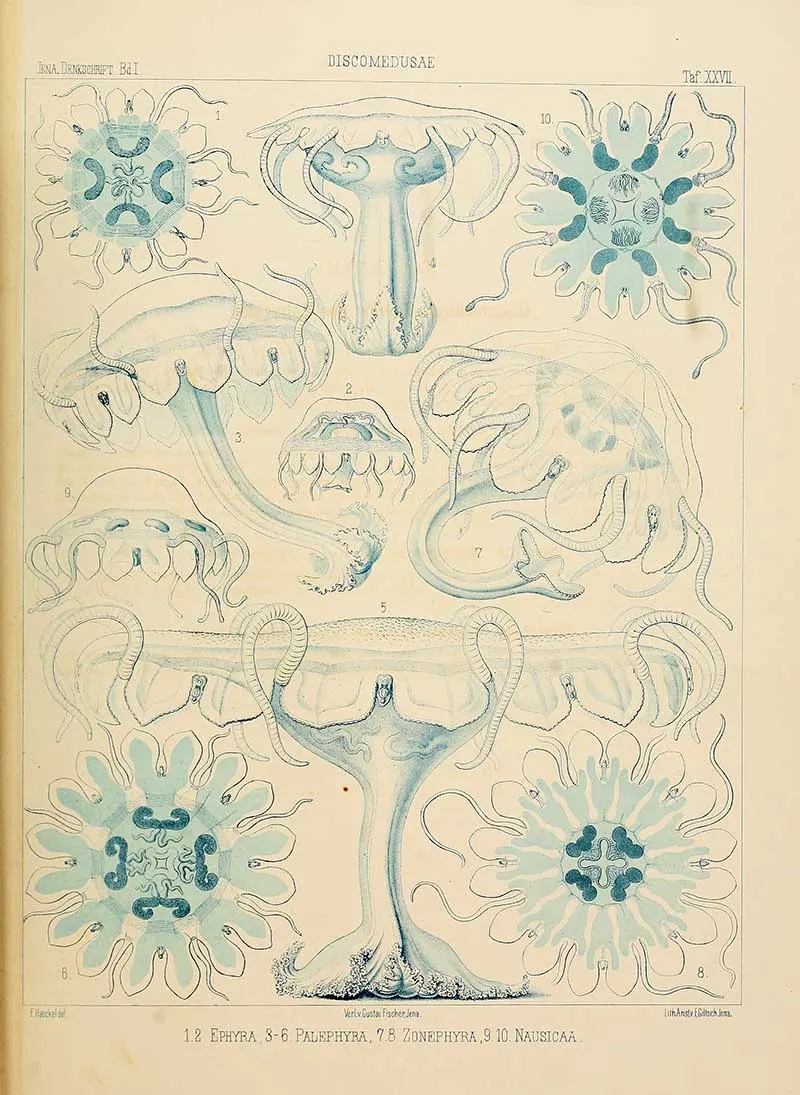 Discomedusa - Jelllyfish-Ernst Haeckel