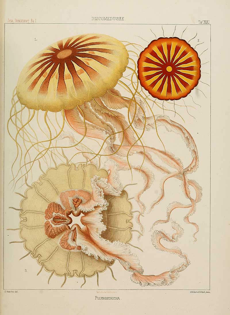 Discomedusa Polybostricha jellyfish Ernst Haeckel