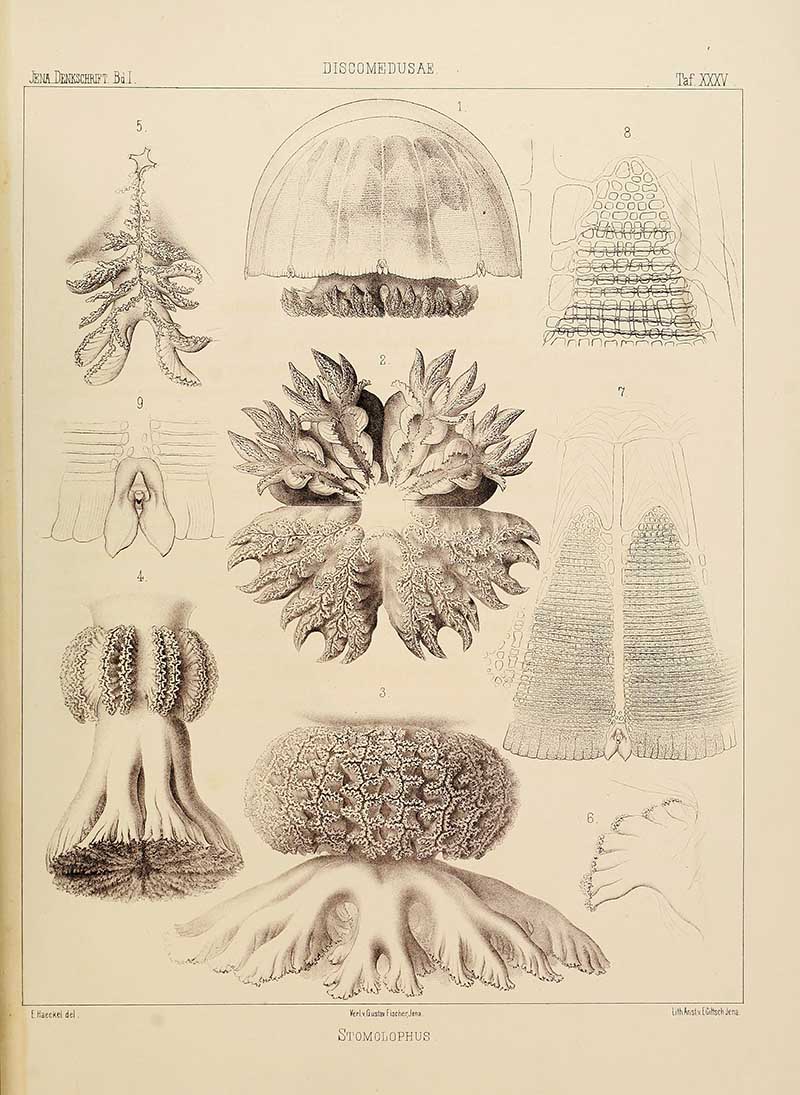Discomedusa Stomolophus jellyfish Ernst Haeckel