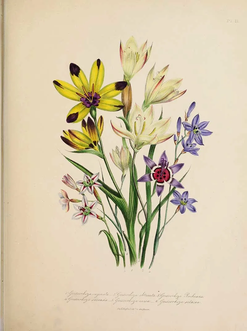Geissorhiza-Jane-Loudon-Bulbous-Flowers