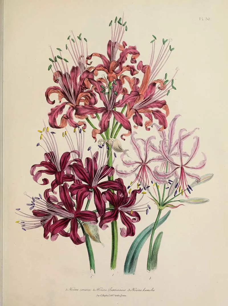 Guernsey Lily