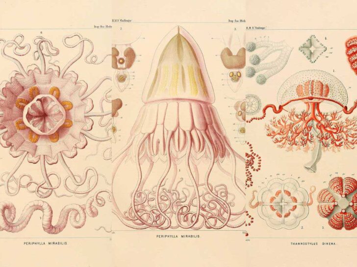 Haeckel Jellyfish feature