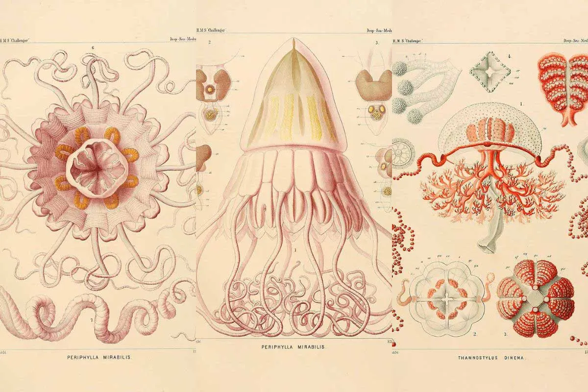 Haeckel Jellyfish feature