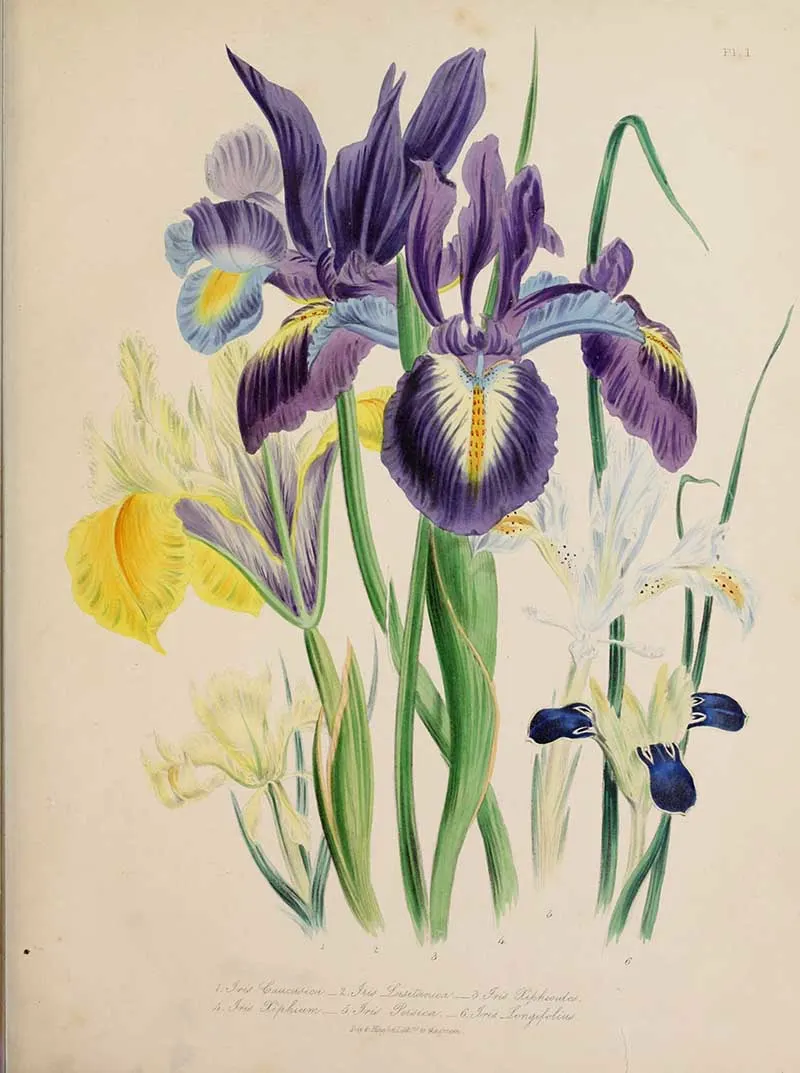 Jane Loudon Iris Bulbous Flower prints