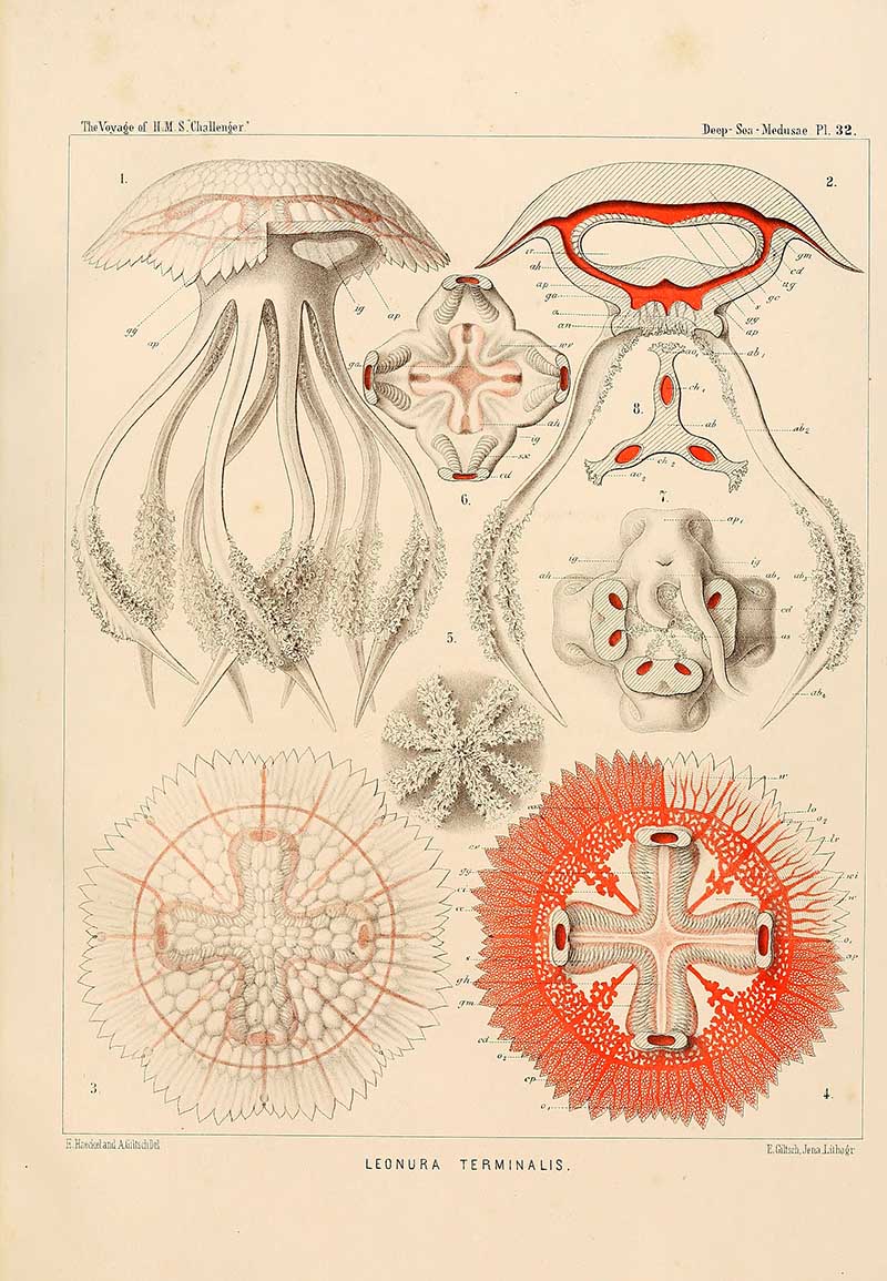 Leonura Terminalis - Ernst Haeckel