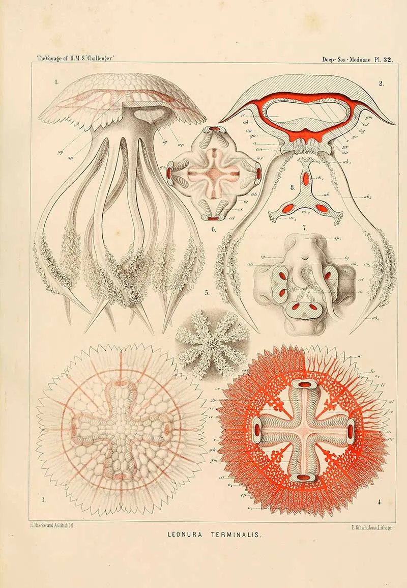 Leonura Terminalis - Ernst Haeckel