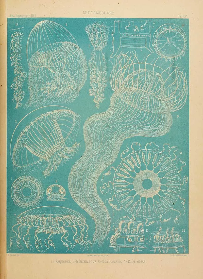 Many ribbed jellyfish in blue Ernst Haeckel