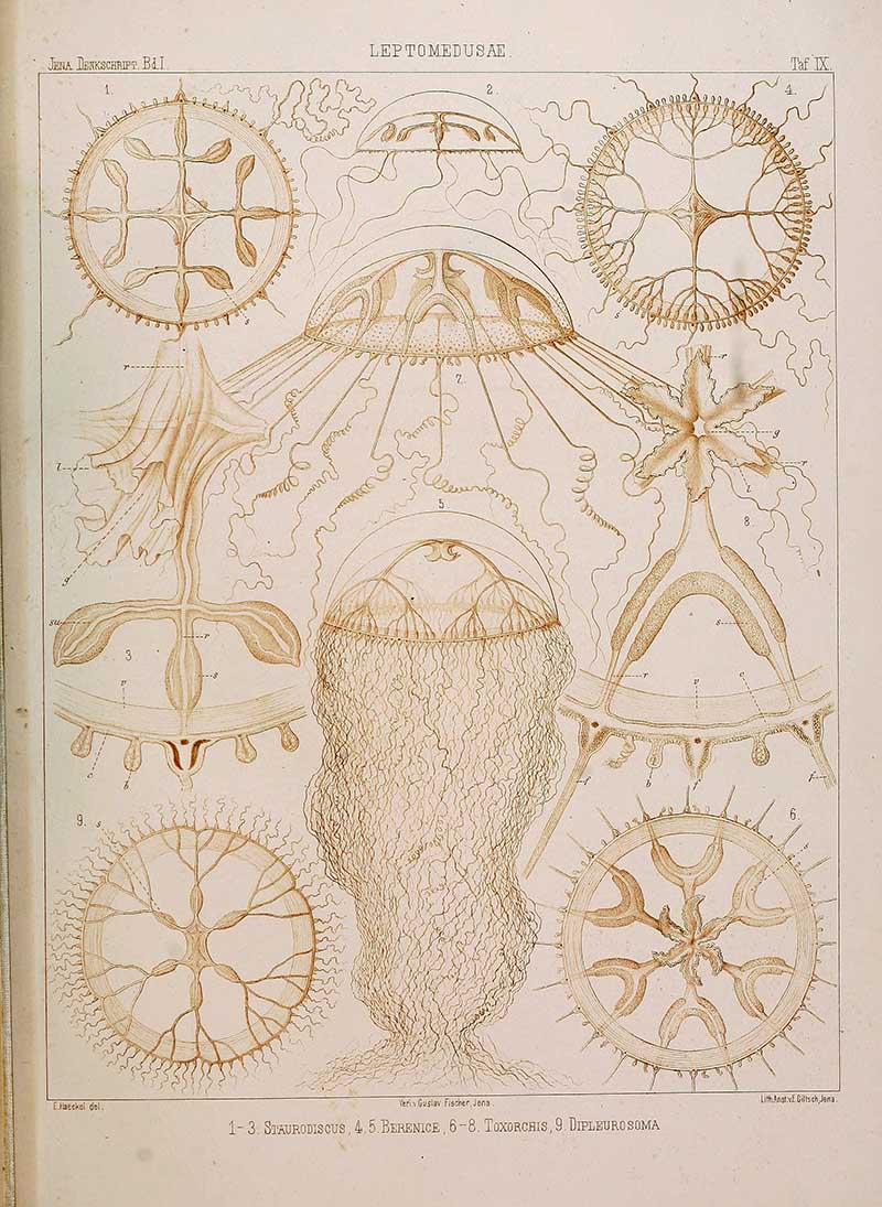 Leptomedusae-Ernst-Haeckel-Jellyfish