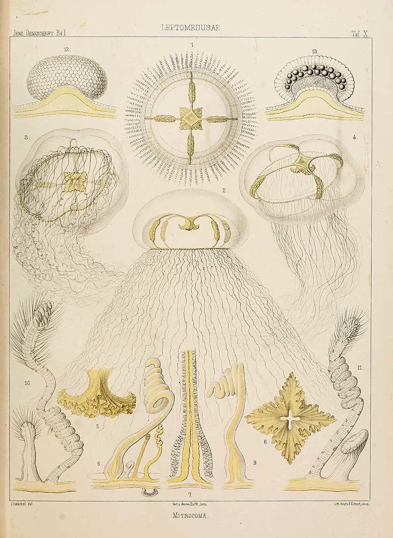 Leptomedusae-MlTROCOMA jellyfish