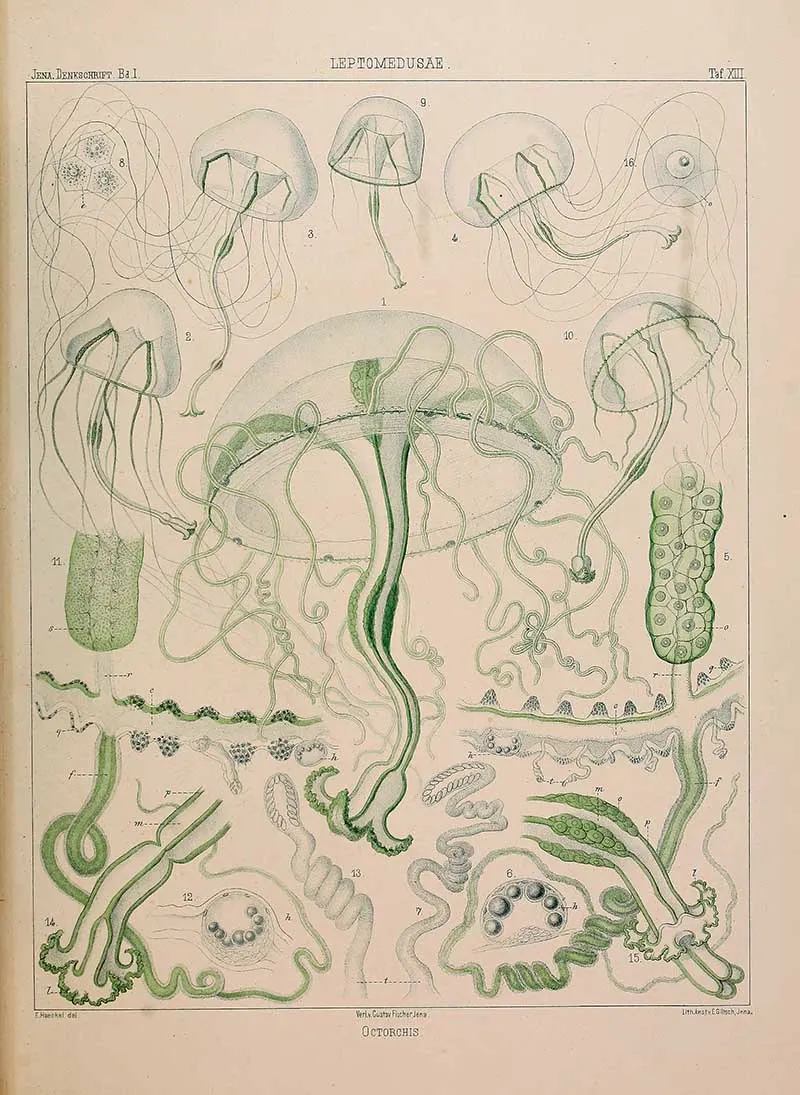 Leptomedusae-OCTORCHIS-Ernst-Haeckel-Jellyfish painting