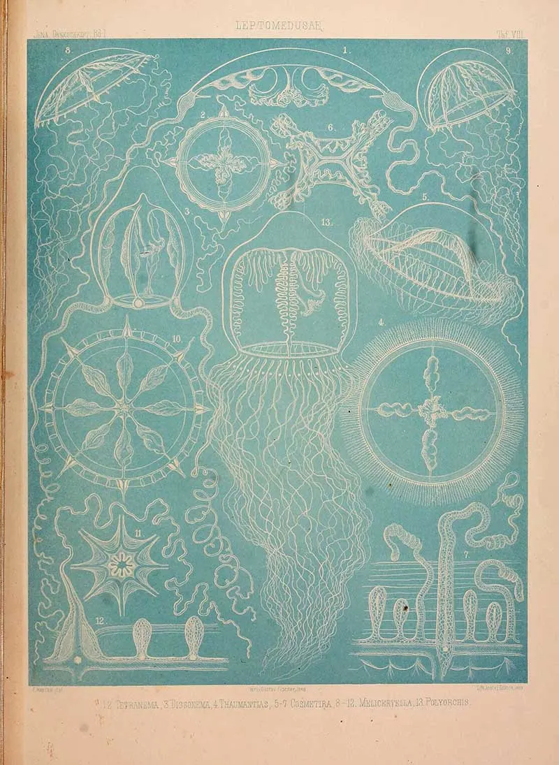 Leptomedusae-blue Vintage Jelly fish print