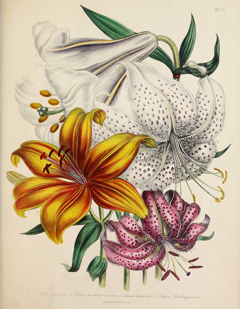 Jane Loudon prints of lilies