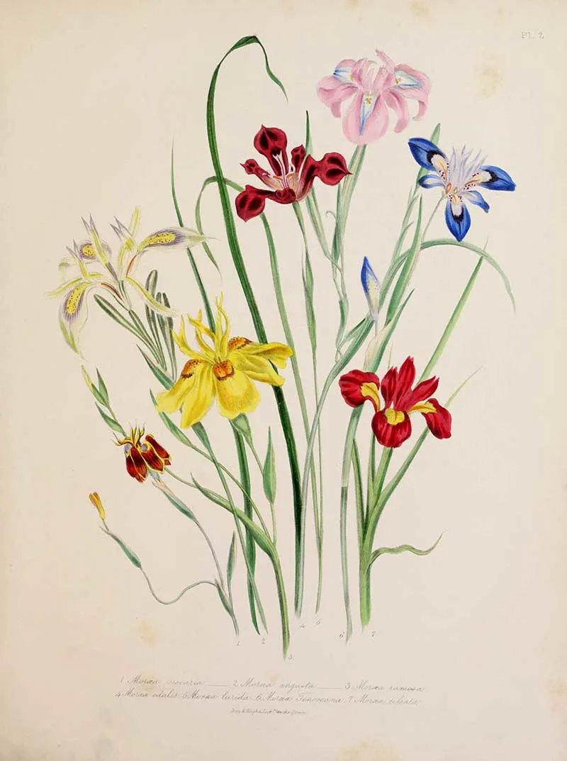 Moraea Jane Loudon Bulbous flower illustrations