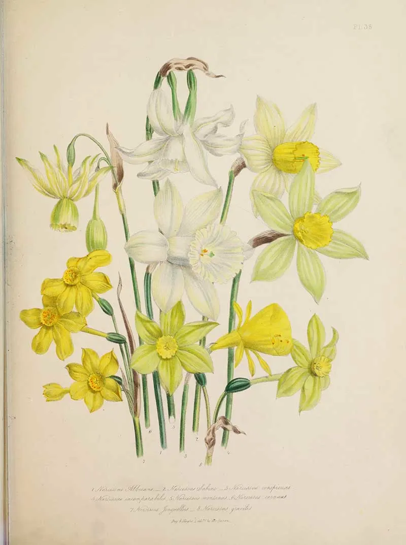 Narcissus -Jane-Loudon-Bulbous-Flowers