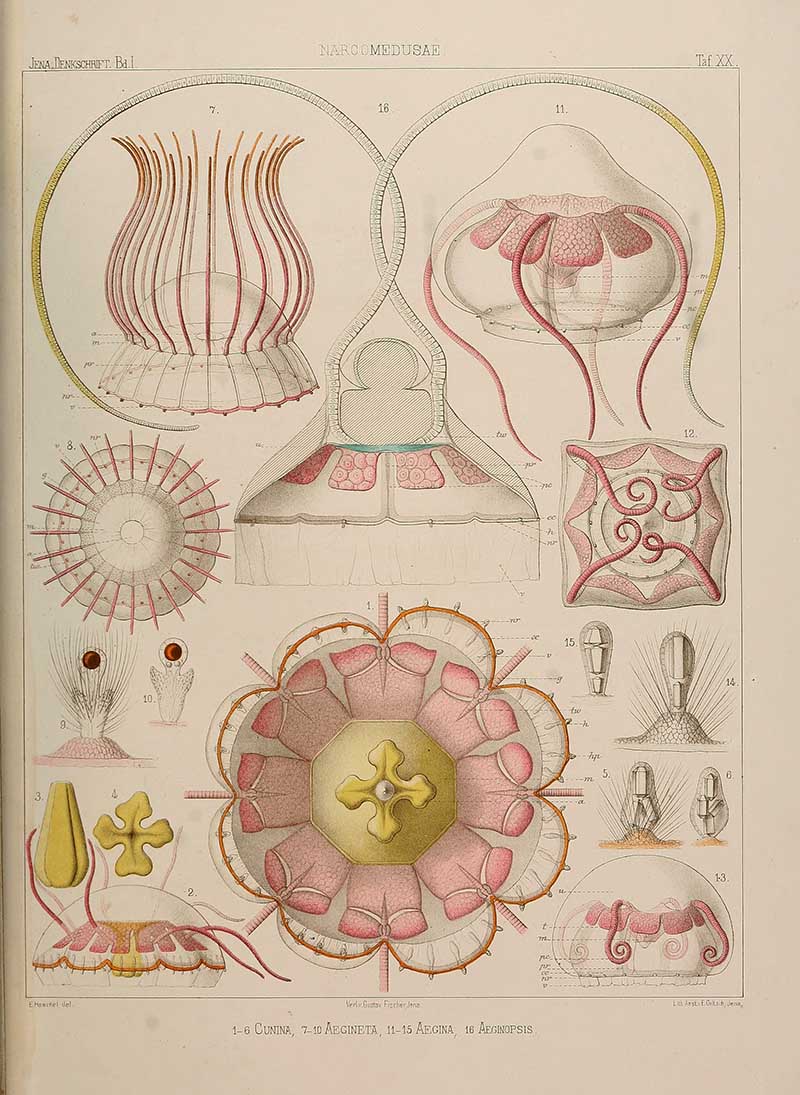 Narcomedusae Jellyfish scientific illustration