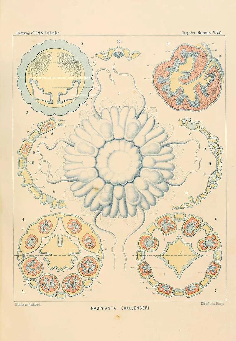 Nauphanta challengeri - Ernst Haeckel