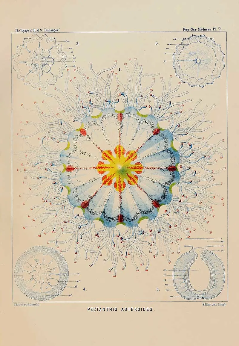 Pectanthis asteroides