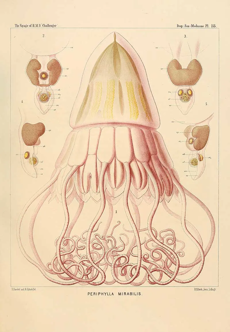 Periphylla mirabilis - Ernst Haeckel