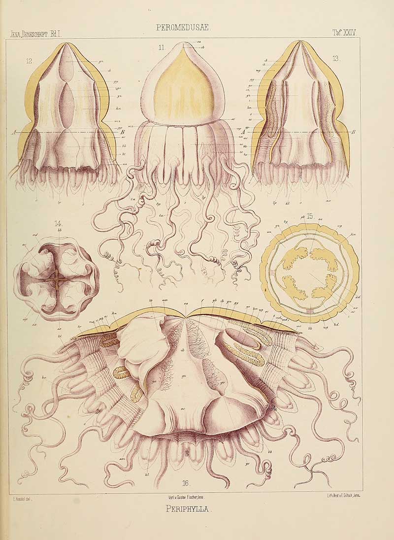 Helmet jellyfish scientific art drawing