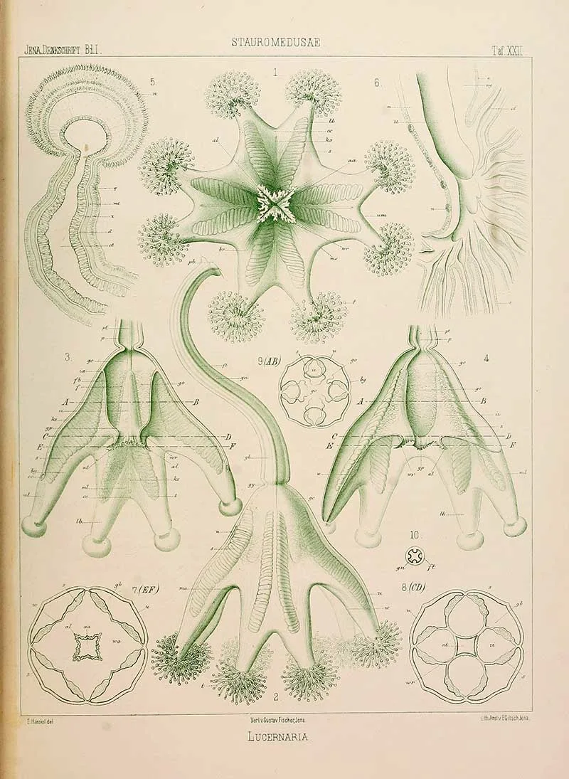 STAUROMEDUSAE-Lucernaria-stalked-jellyfish