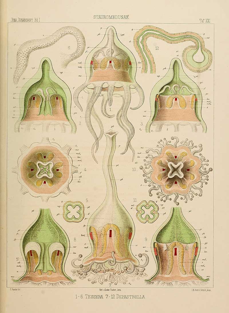 STAUROMEDUSAE -stalked jellyfish