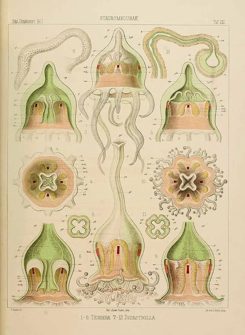 STAUROMEDUSAE -stalked jellyfish