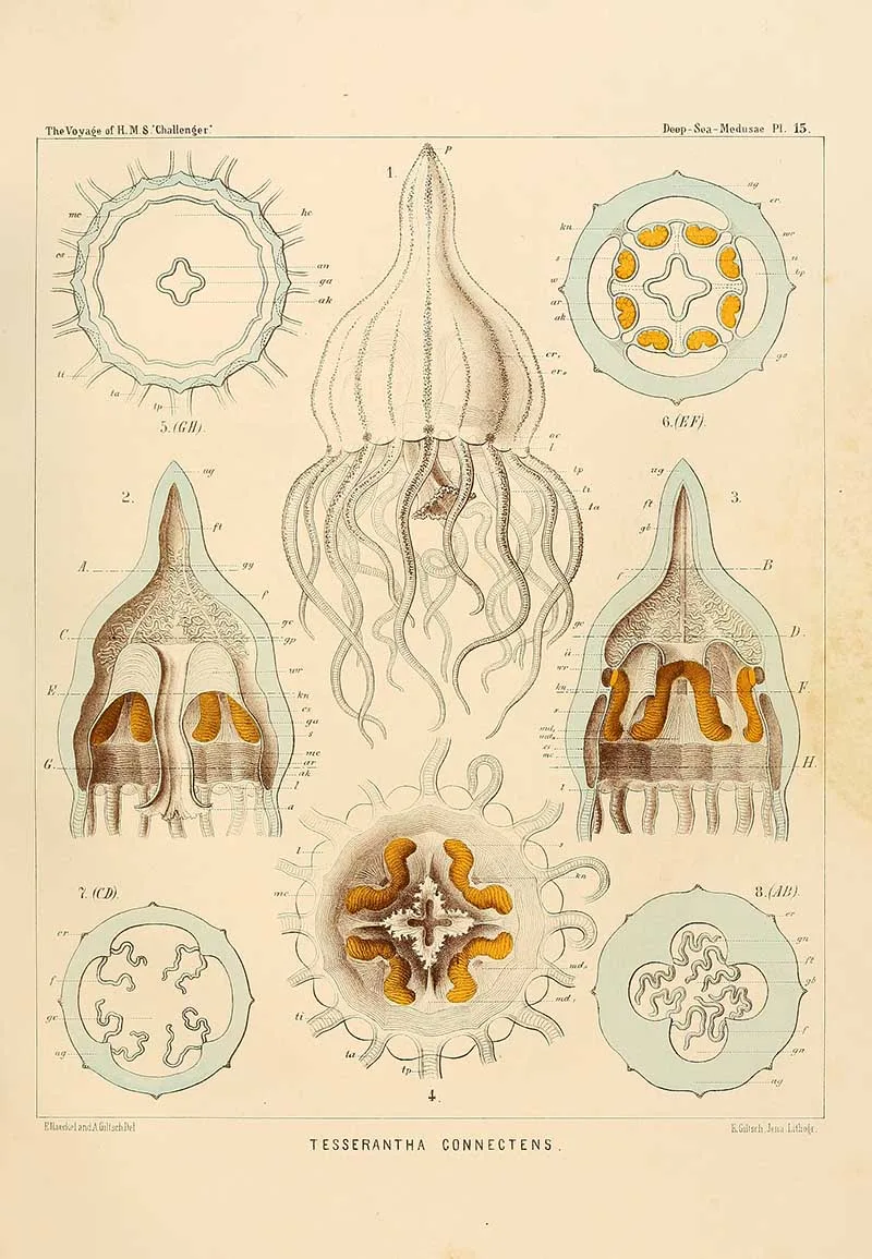 Tesserantha connectens