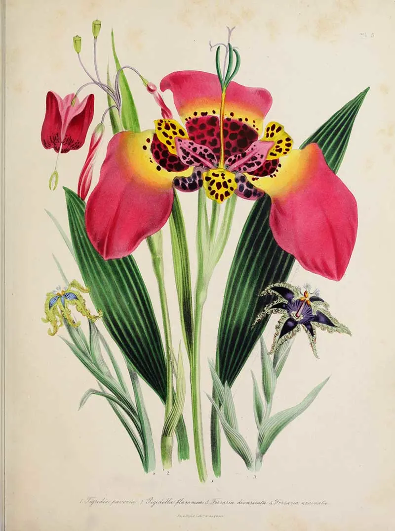 Tiger-Flower-Jane-Loudon-Bulbous-Flowers