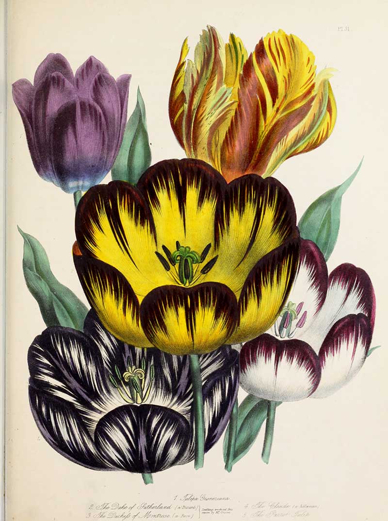 Tulip paintings Jane Loudon