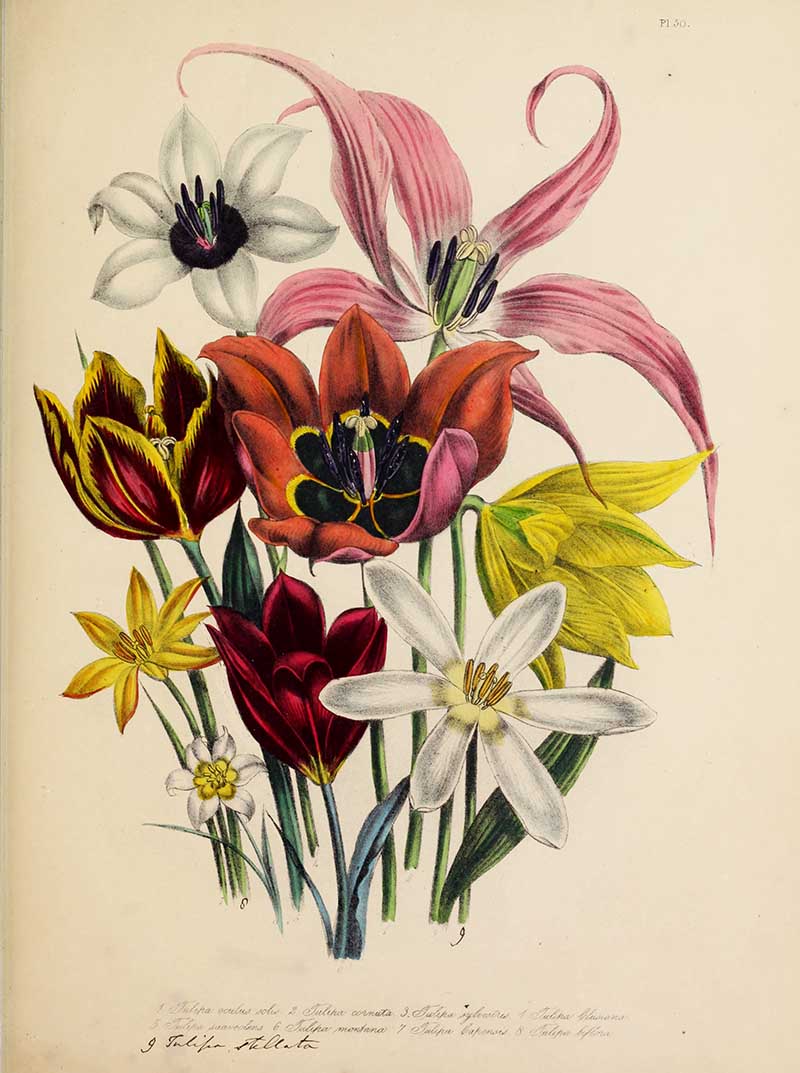 Jane Loudon Tulips