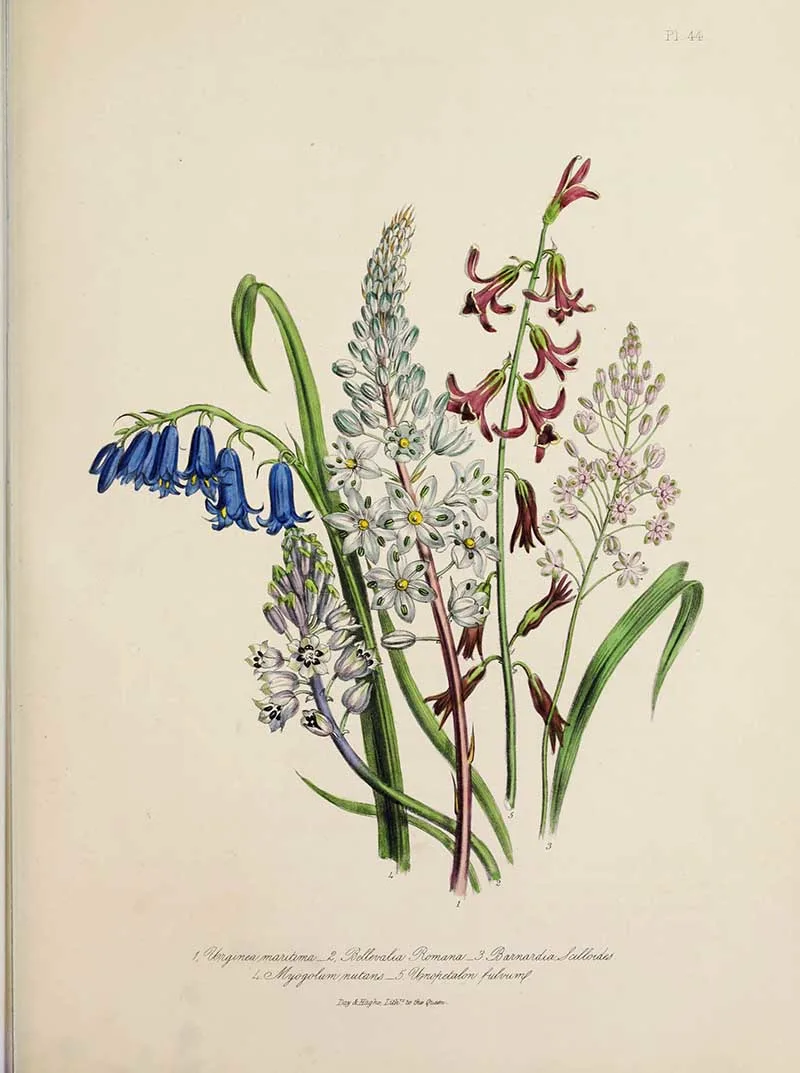 Urginea flowers