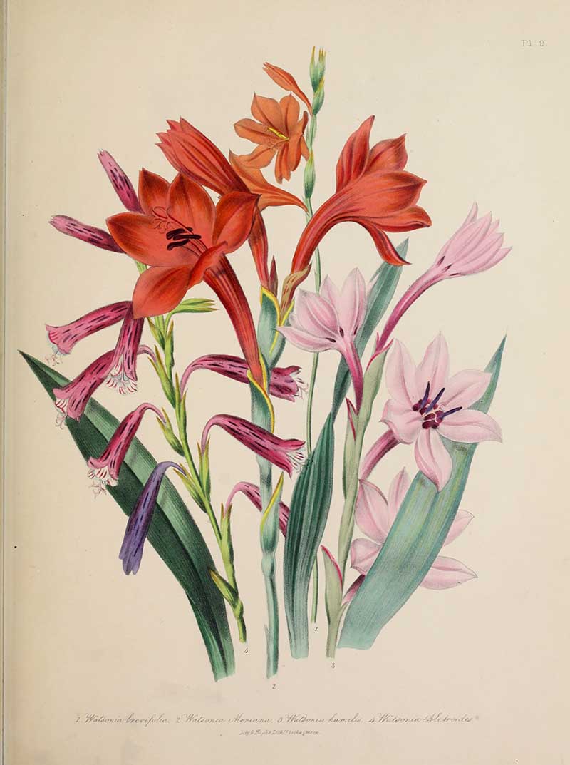 Watsonia -Jane-Loudon-Bulbous-Flowers