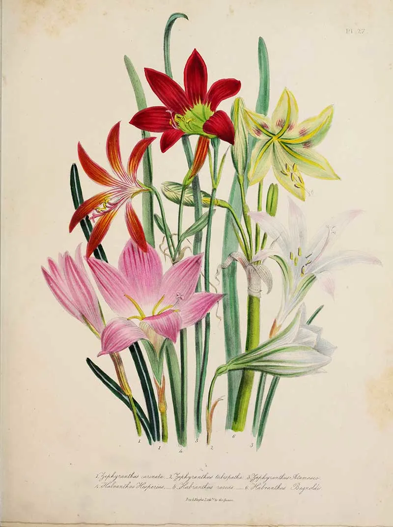 Zephyranthes flowers