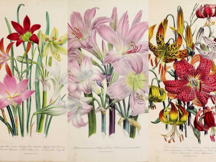 Jane Loudon's bublous flower prints