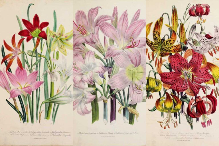 Jane Loudon's bublous flower prints