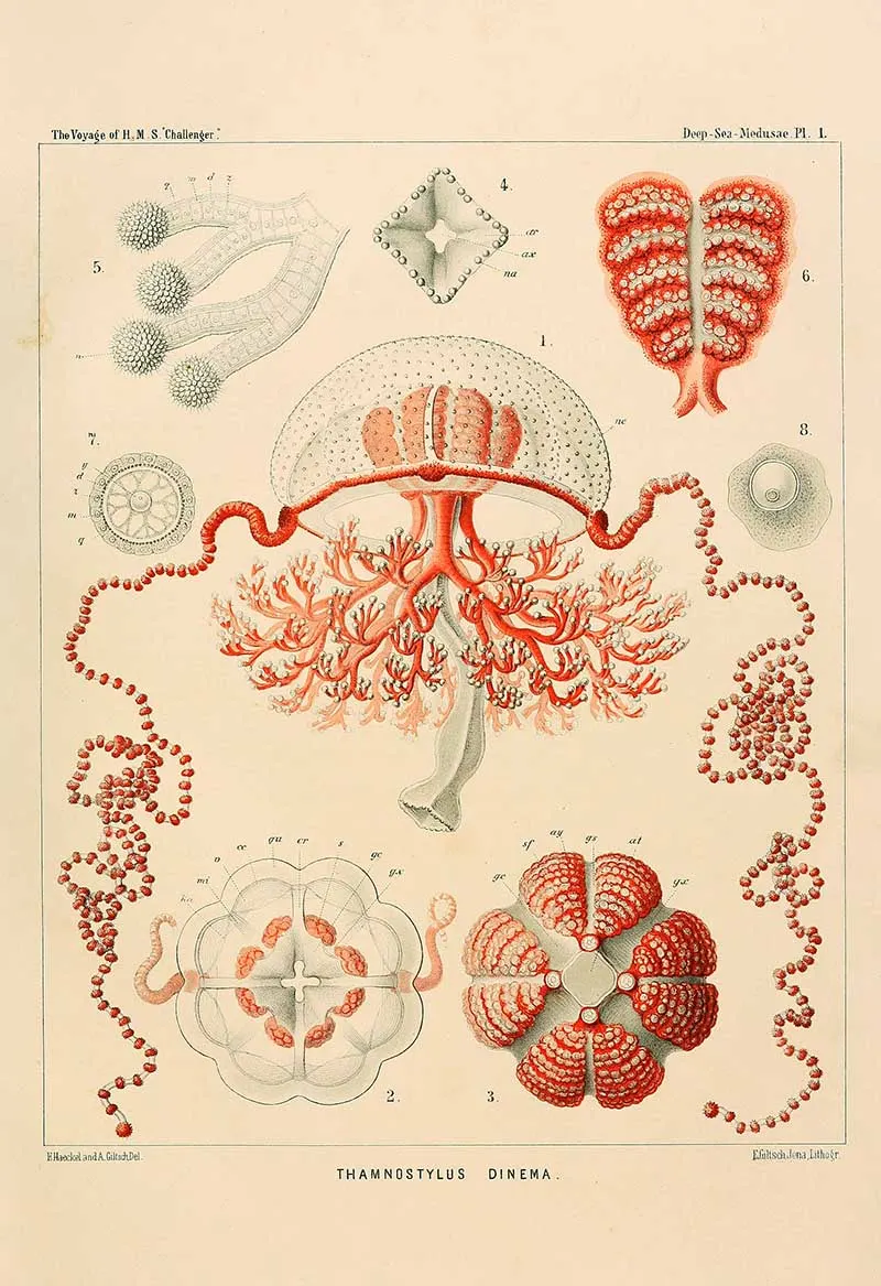 thamnostylus dinema -Enrst Haeckel