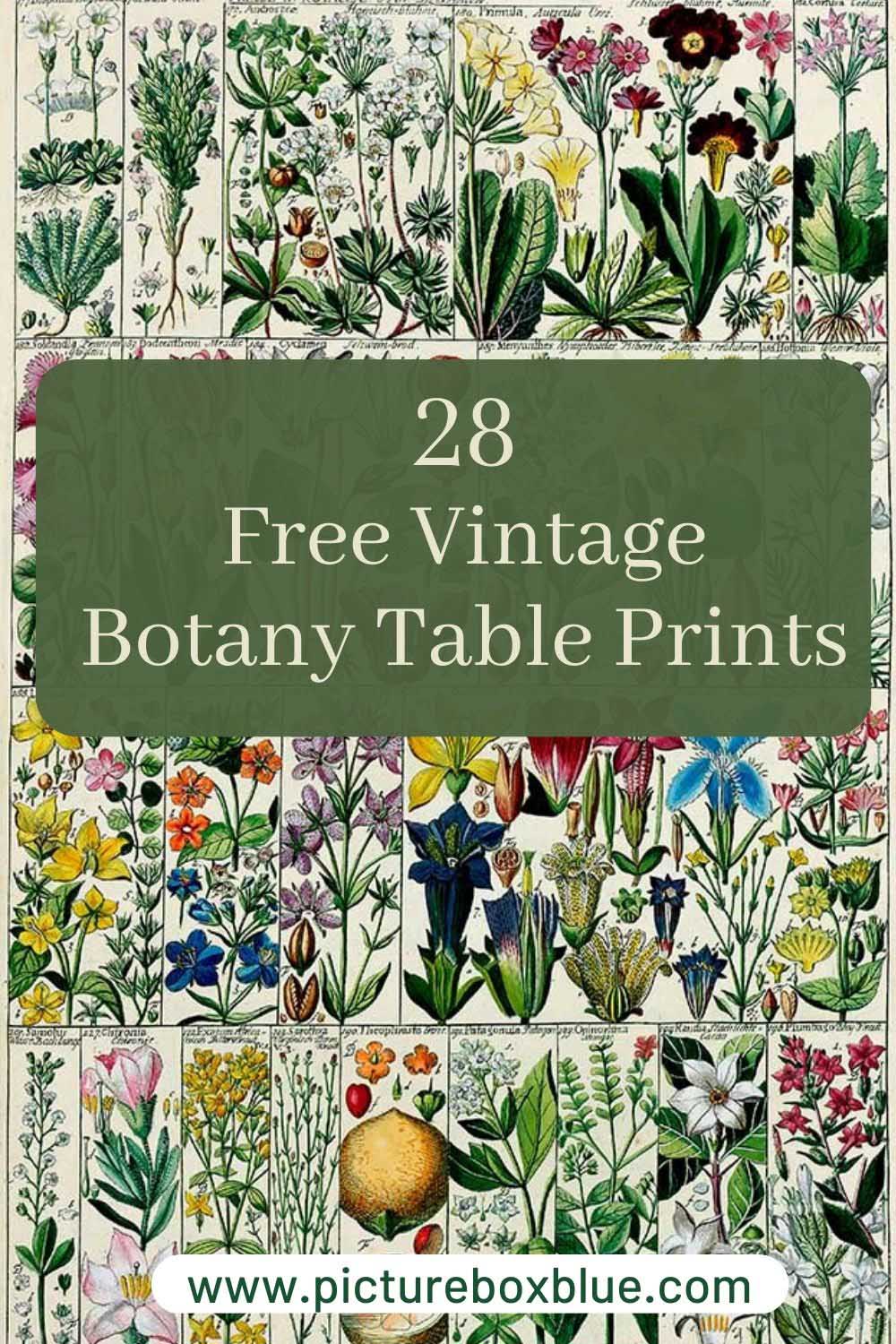 28 Johannes Gessner vintage botany prints