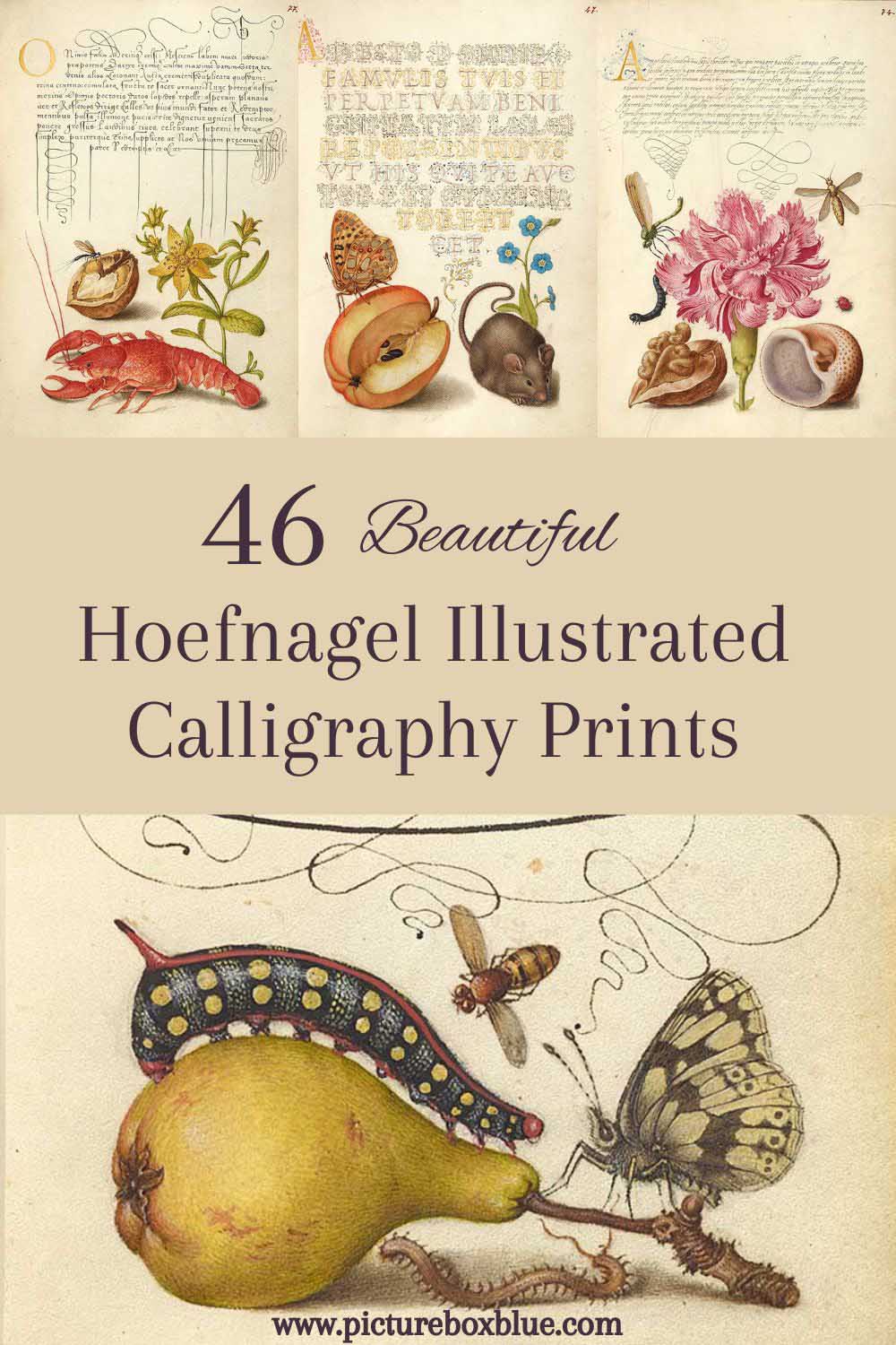 46 Hoefnagel Illustrated Calligraphy Prints
