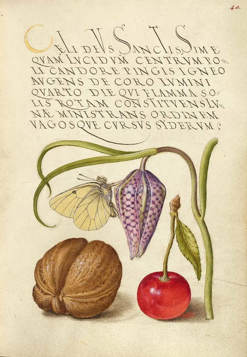 Butterfly, Snakeshead, English Walnut, and Sweet Cherry; Joris Hoefnagel