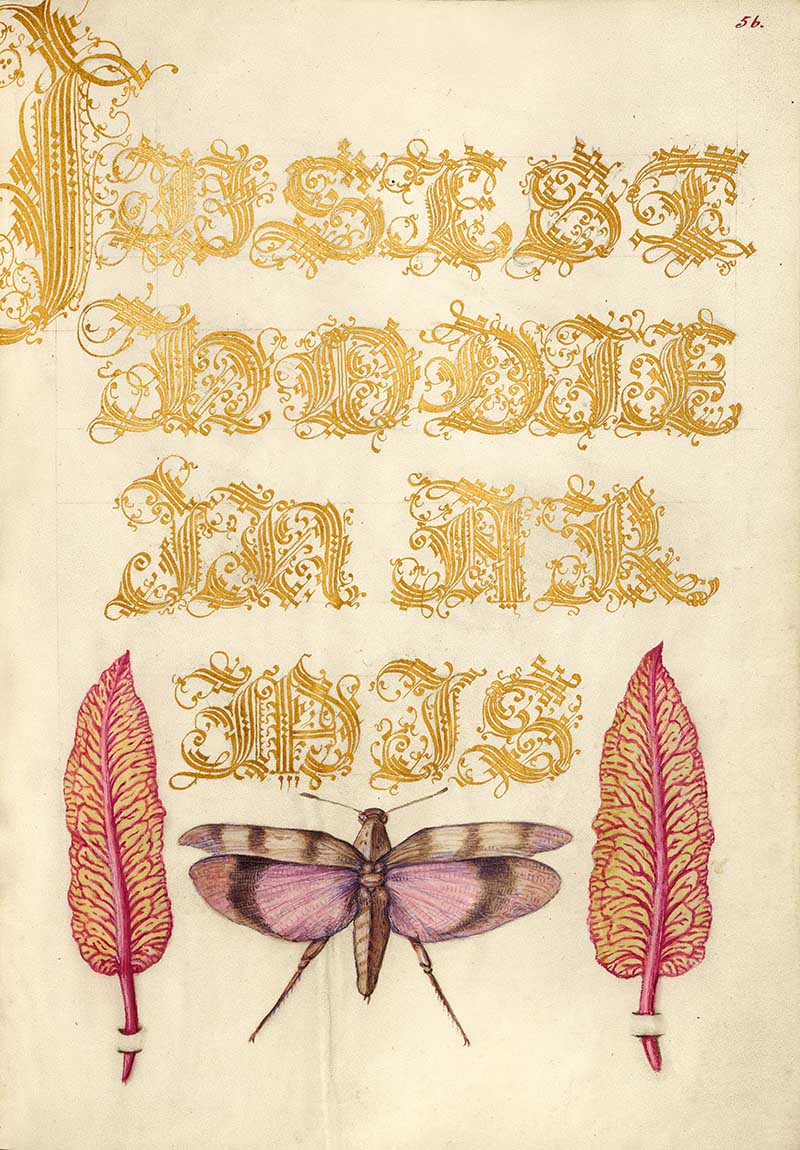 Chard Leaves and Red-Winged Grasshopper; Joris Hoefnagel (Flemish / Hungarian, 1542 - 1600), and Georg Bocskay (