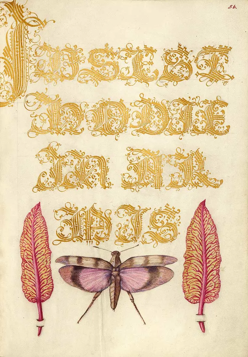 Chard Leaves and Red-Winged Grasshopper; Joris Hoefnagel (Flemish / Hungarian, 1542 - 1600), and Georg Bocskay (