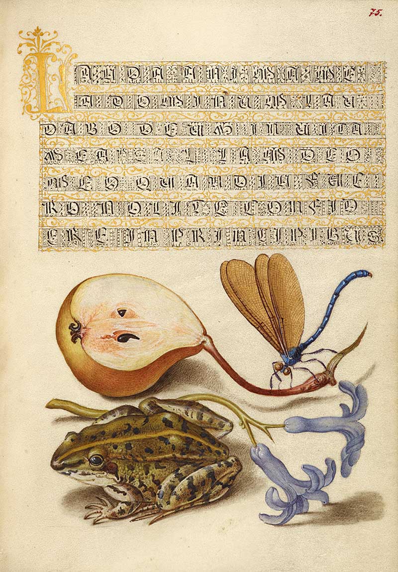 Common Pear, Lake Demoiselle, Moor Frog, and Hyacinth; Joris Hoefnagel