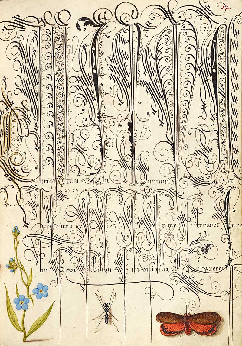 Creeping Forget-Me-Not, Insect, and Planthopper; Joris Hoefnagel