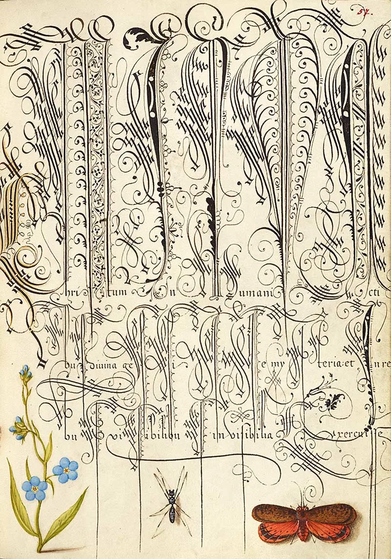 Creeping Forget-Me-Not, Insect, and Planthopper; Joris Hoefnagel