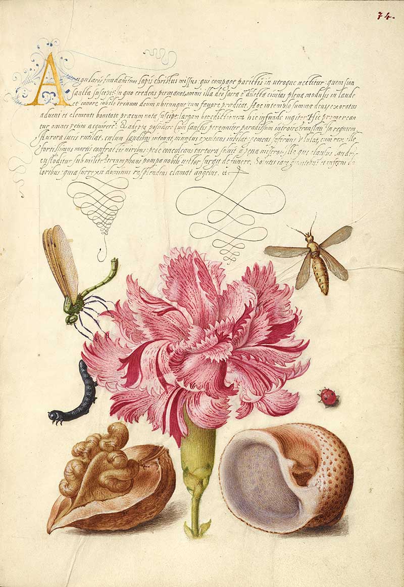 Damselfly, Carnation, Insect, Caterpillar, Ladybird, English Walnut, and Marine Mollusk; Joris Hoefnagel