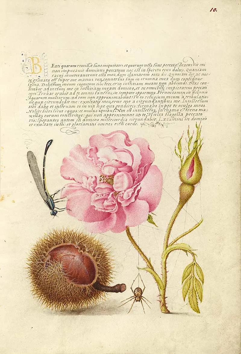 Damselfly, French Rose, Spanish Chestnut, and Spider; Joris Hoefnagel (Flemish / Hungarian, 1542 - 1600), and Georg Bocskay (Hungarian, died 1575); Vienna, Austria; 1561–1562; illumination added 1591–1596; Watercolors, gold and silver paint, and ink on parchment; Leaf: