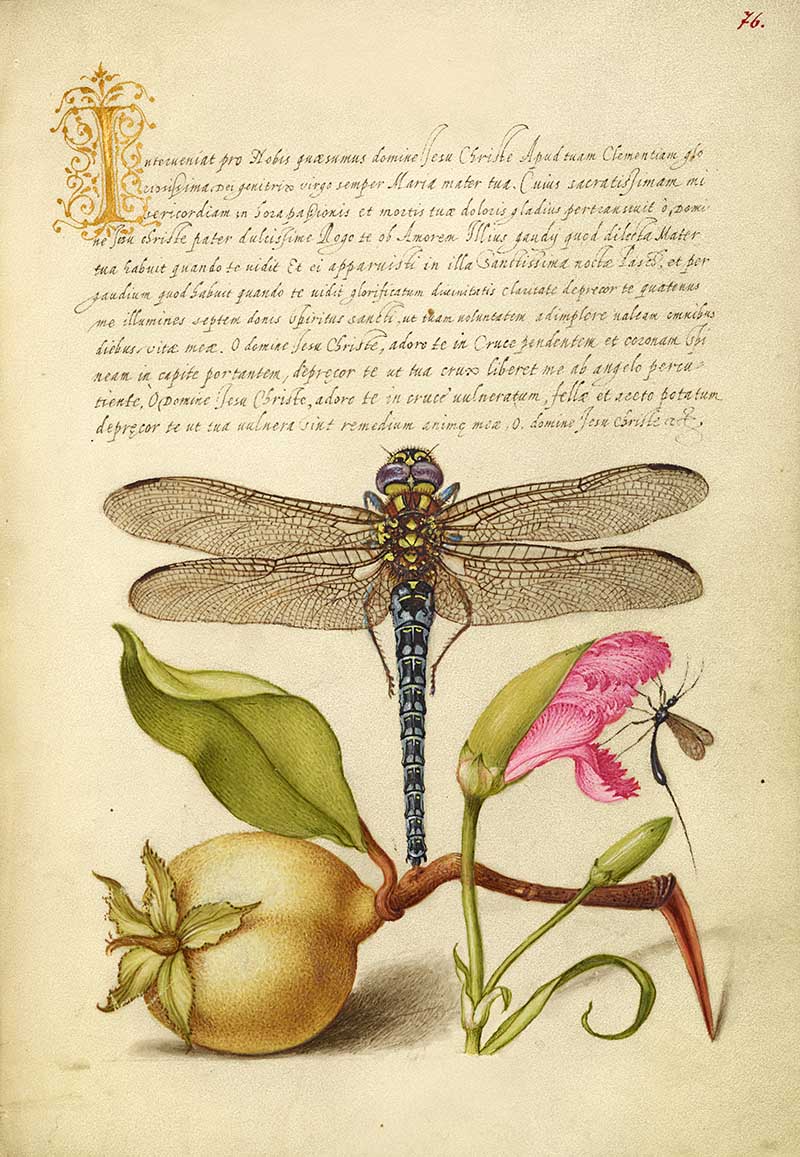 Dragonfly, Pear, Carnation, and Insect; Joris Hoefnagel