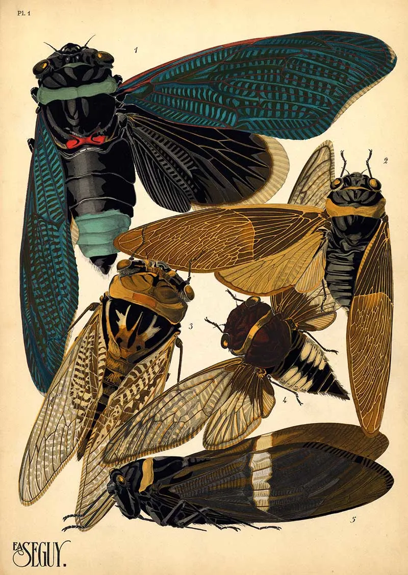Pochoir print of cicadas from E.A. Seguy's Insects book