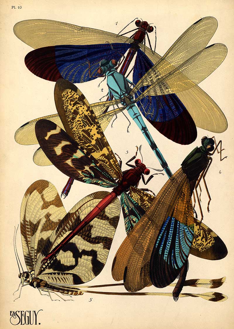 Pochoir Ar Nouveau print of insects, damsefly from E.A. Seguy's Insects book